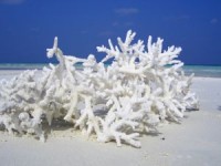 /album/fotogalerie/maledivy-bily-koral-jpg/